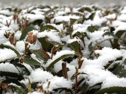 雪景色の浜松市
