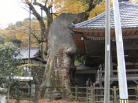 でかいなー。 2010/11/13 19:27:22
