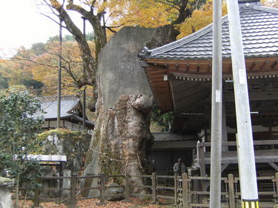 でかいなー。