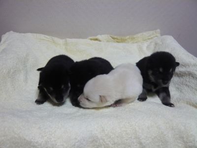 白柴っこ＆黒柴っこ