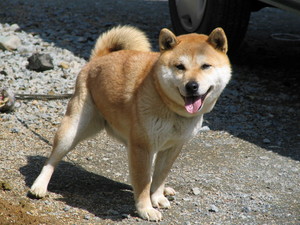我が家の愛犬