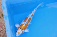 ドイツ孔雀　４１ｃｍ　上物だけど大特価 2025/03/01 07:28:33