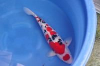 近藤三色　６１ｃｍ　スペシャルな素材 2025/03/04 14:26:22