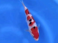 近藤三色　１９ｃｍ　頭回りから　お客様のリクエスト 2025/02/13 13:20:04
