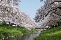 もっちの写真　ソメイヨシノ編　#桜　#ソメイヨシノ　#浜松市　#静岡県