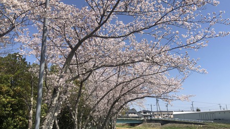 長女が撮った春　#桜　#春　#タンポポ　#菜の花