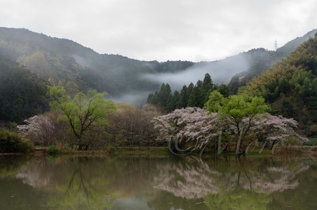 もっちの写真　ソメイヨシノ編　#桜　#ソメイヨシノ　#浜松市　#静岡県