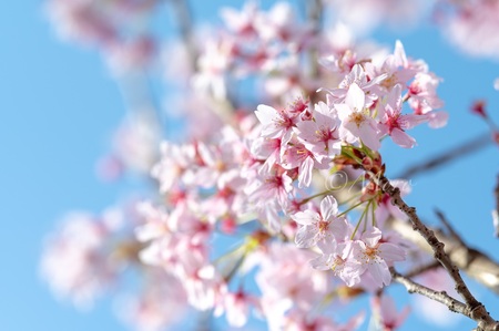 もっちの河津桜　#河津桜　#ドクターイエロー　#小鳥