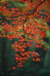もっちの写真　小國神社編　#小国神社　#紅葉