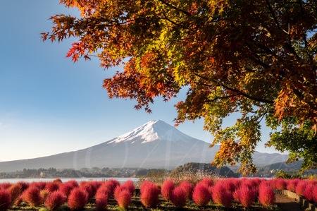 フォトコンテスト入賞もっちの写真　#東京カメラ部　#富士五湖　#富士五湖の秋