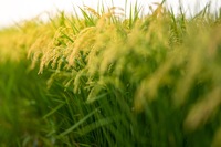 秋の田の　#水田　#田園　#田植え　#夏の田　#秋の田　#稲穂　