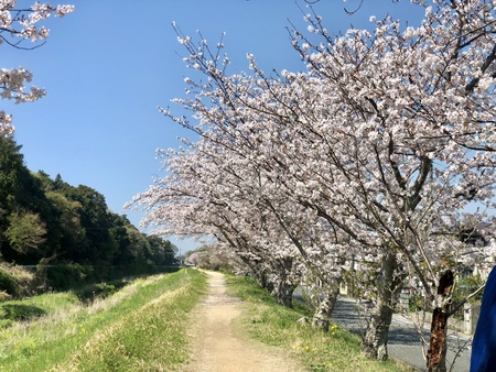 長女が撮った春　#桜　#春　#タンポポ　#菜の花