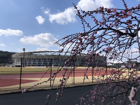 エコパは花も魅力的　#エコパ　#梅　#ウォーキング　#エコパクロニクル