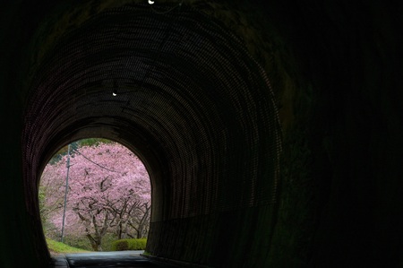もっちの河津桜　#河津桜　#ドクターイエロー　#小鳥