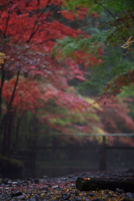 もっちの写真　小國神社編　#小国神社　#紅葉