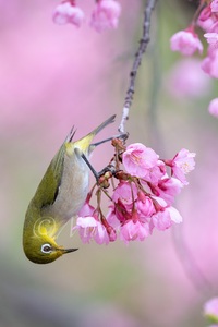 もっちの河津桜　#河津桜　#ドクターイエロー　#小鳥