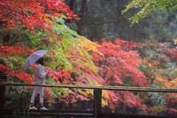 もっちの写真　小國神社編その２　#小国神社　#紅葉　#森町