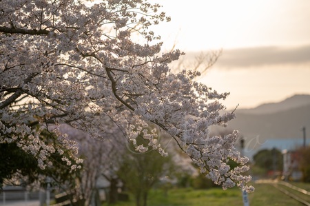 もっちの写真　ソメイヨシノ編　#桜　#ソメイヨシノ　#浜松市　#静岡県