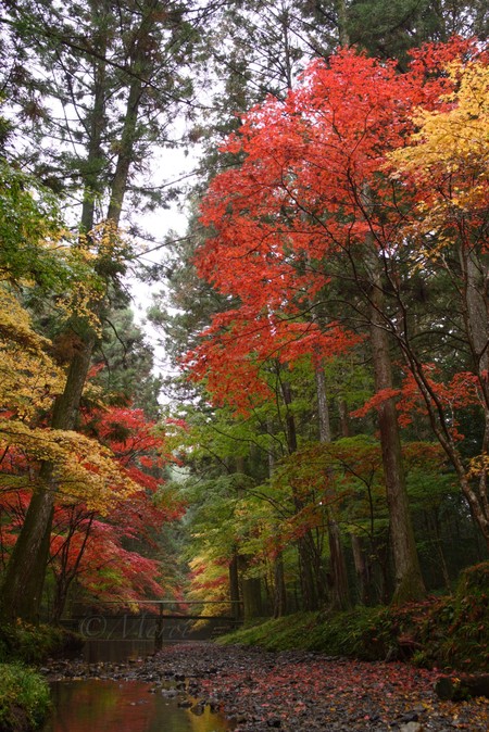 もっちの写真　小國神社編　#小国神社　#紅葉