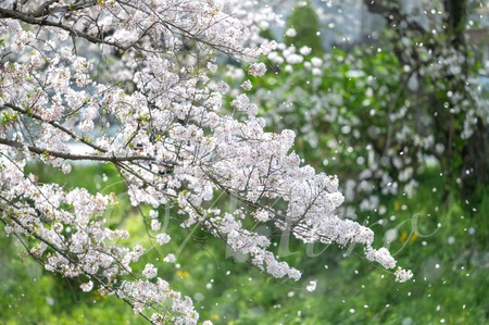 もっちの写真　ソメイヨシノ編　#桜　#ソメイヨシノ　#浜松市　#静岡県