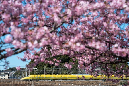 もっちの河津桜　#河津桜　#ドクターイエロー　#小鳥