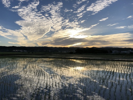 梅雨の晴れ間の空　#朝ラン　#早朝ラン　#空