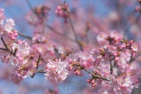 河津桜と通学路　#河津桜　#兎山公園　