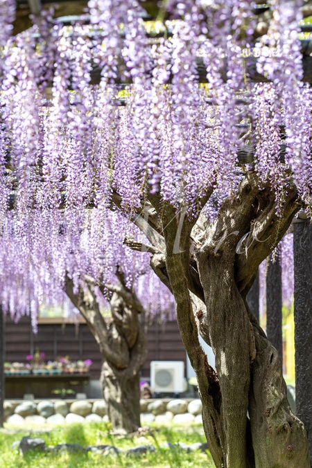 小國神社と熊野の長藤　#小國神社　#森町　#熊野　#長藤　#磐田市
