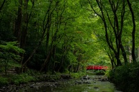 小國神社の風景　#小國神社　#森町　#とんぼ
