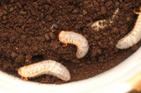 カブトムシの幼虫の販売。 2015/10/23 12:49:05