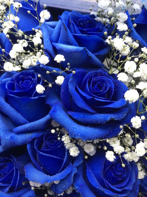 青薔薇ラッシュです！