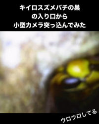 屋根裏キイロスズメバチの巣にマイクロスコ･･･