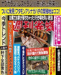 週刊雀蜂　第5号　キイロスズメバチが猛威を振るう！！