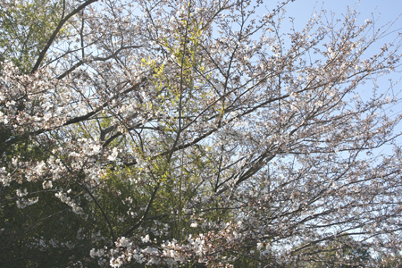 桜満開