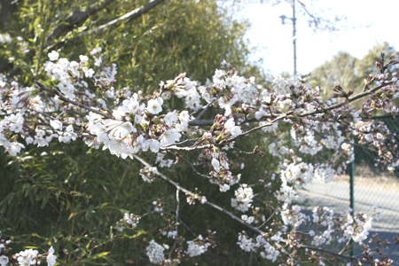 桜満開