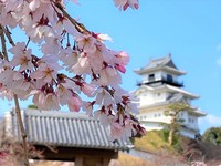 掛川城公園の桜 2022/03/25 11:27:53