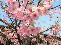 竹の丸の河津桜がきれいです 2022/03/10 11:12:03