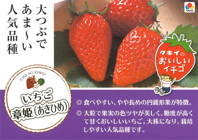 イチゴ苗が入荷致しました！