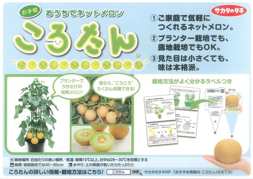 ころたんメロン苗入荷致しました！