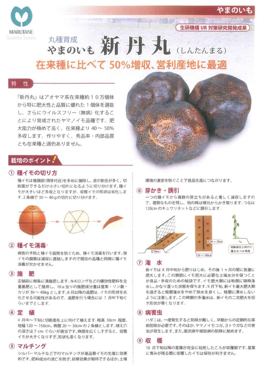 新丹丸(丹波山の芋)の種芋が入荷致しました！