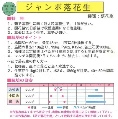 ジャンボ落花生の苗が入荷致しました！
