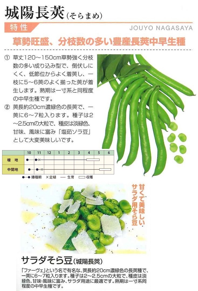 そら豆の苗、販売中です！│土と親しむ ～家庭菜園・農業応援歌～