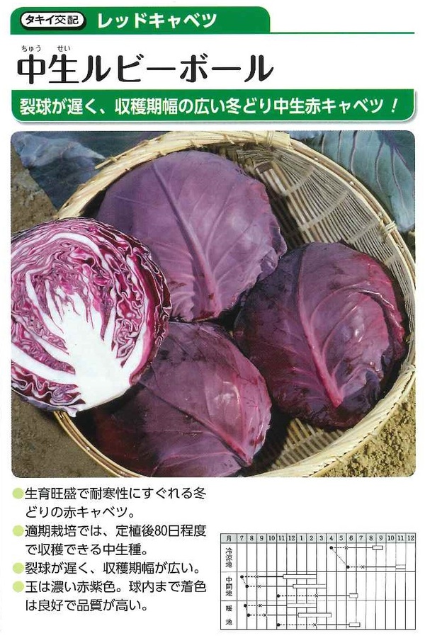 キャベツ苗に新しい仲間が増えました！