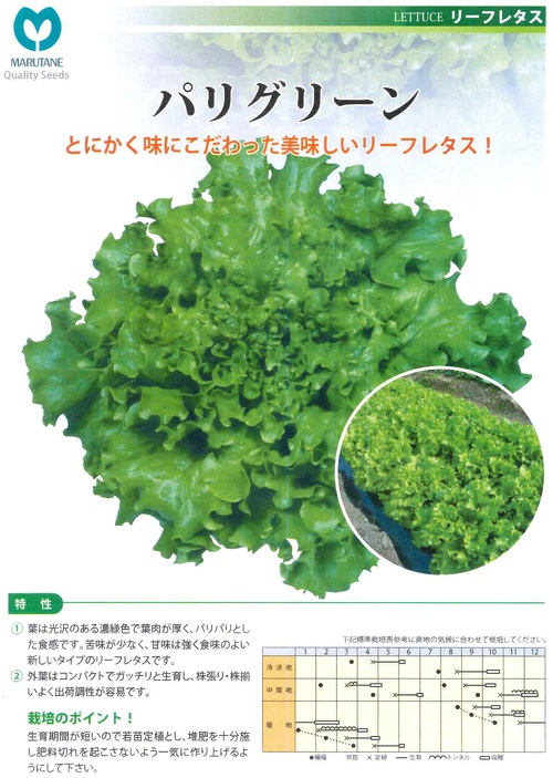 リーフレタス（パリグリーン）の苗が入荷いたしました！
