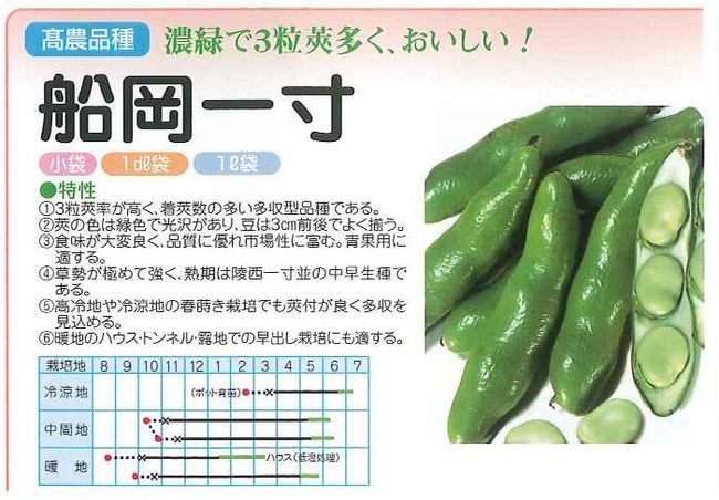 そら豆の苗、販売中です！│土と親しむ ～家庭菜園・農業応援歌～