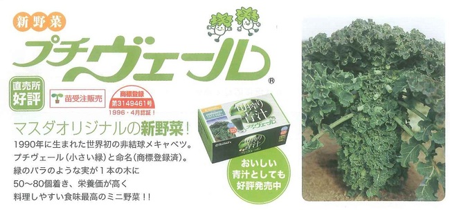 秋野菜苗が始まりました！