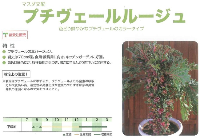 秋野菜苗が始まりました！