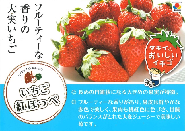 イチゴ苗が入荷致しました！