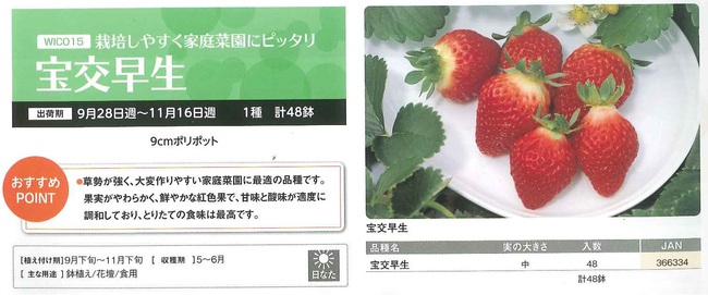 イチゴ苗が入荷致しました！