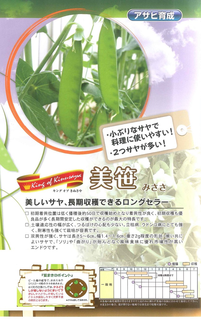 秋野菜苗が始まりました！